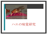 ハエの味覚研究｜鈴木大一